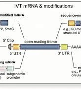 RNA vaccines RNA vaccines