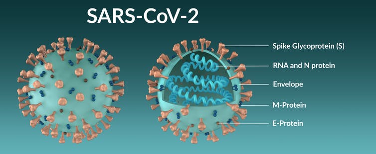 new coronavirus new coronavirus